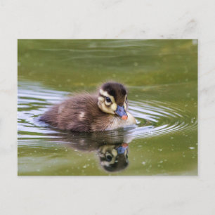 Mallard Duckling Postkarte