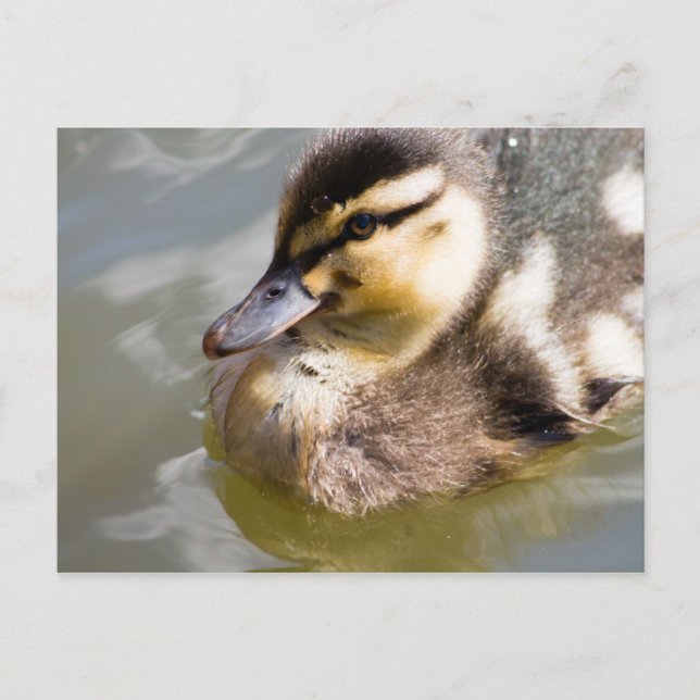 Mallard Duckling Postkarte (Vorderseite)