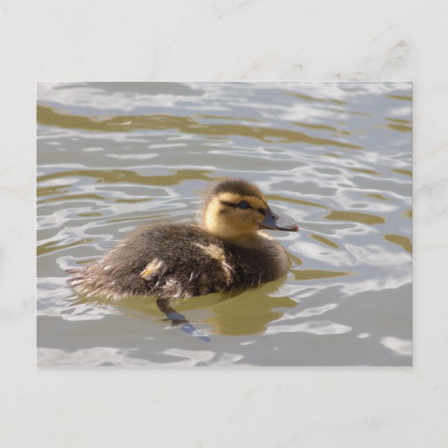 Mallard Duckling Postkarte (Vorderseite)