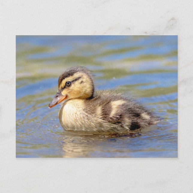 Mallard Duckling Postkarte (Vorderseite)
