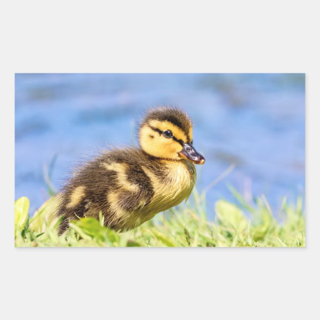 Mallard Duckling Rechteckiger Aufkleber (Vorderseite)