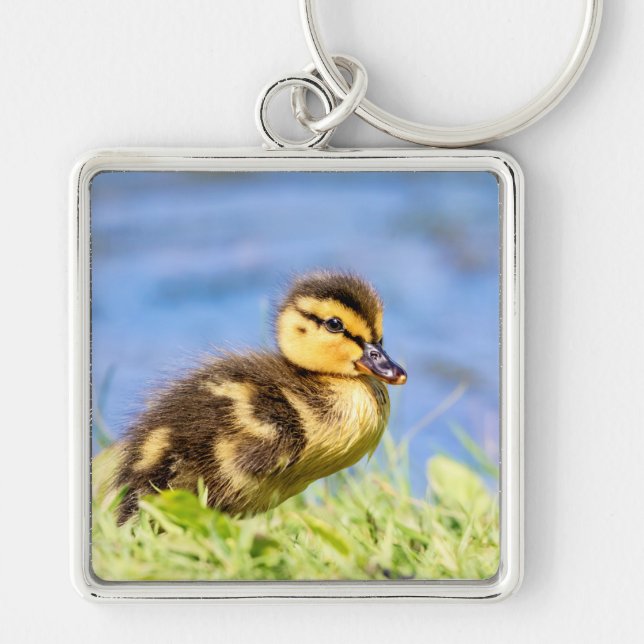 Mallard Duckling Schlüsselanhänger (Vorne)