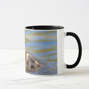 Mallard Duckling Tasse