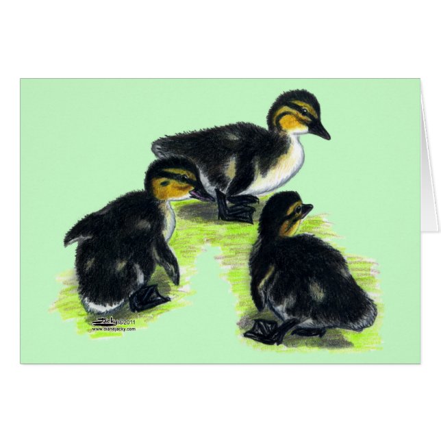 Mallard Ducklings (Vorderseite (Horizontal))