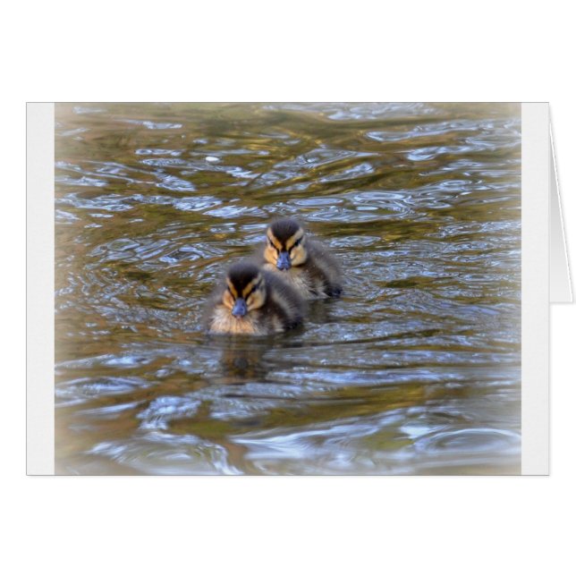 Mallard Ducklings (Vorderseite (Horizontal))