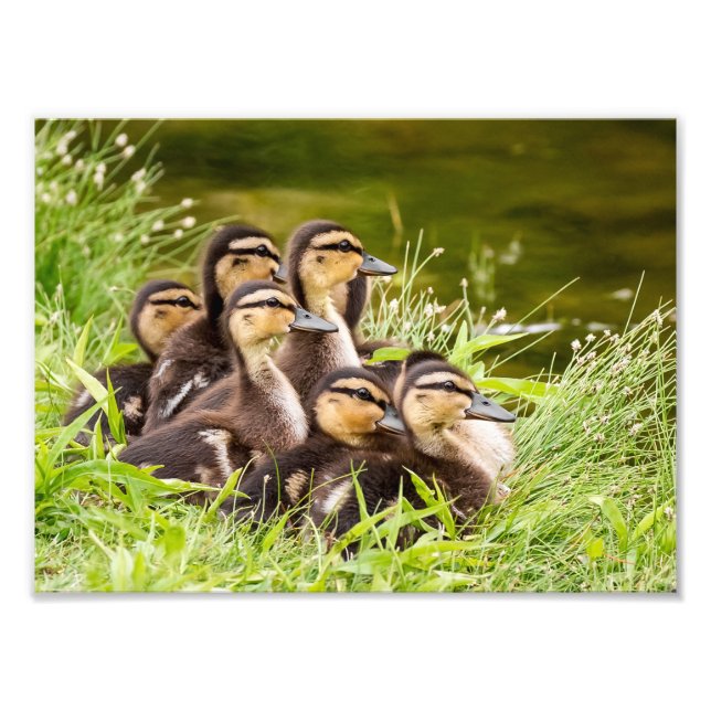Mallard Ducklings Fotodruck (Vorne)