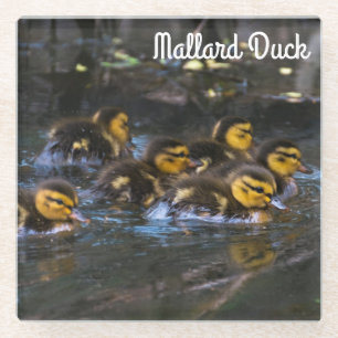 Mallard Ducklings Glasuntersetzer