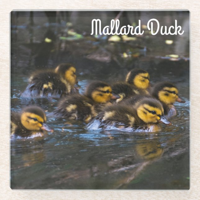 Mallard Ducklings Glasuntersetzer (Vorderseite)