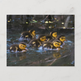 Mallard Ducklings Postkarte