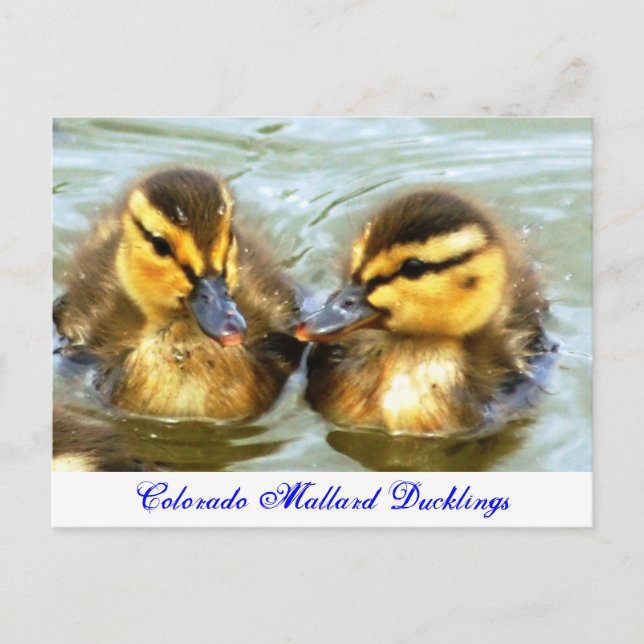 Mallard Ducklings Postkarte (Vorderseite)