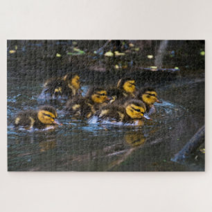 Mallard Ducklings Puzzle