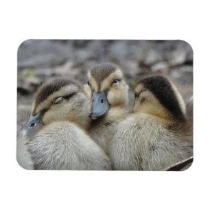 Mallard Ducklings Schnauze! Magnet