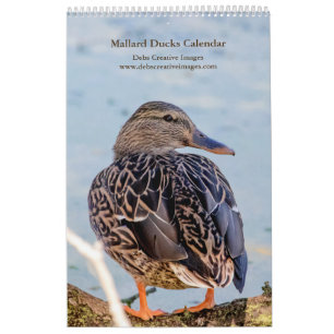 Mallard Ducks 2025 Kalender