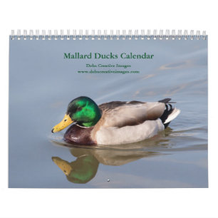 Mallard Ducks 2026 Kalender