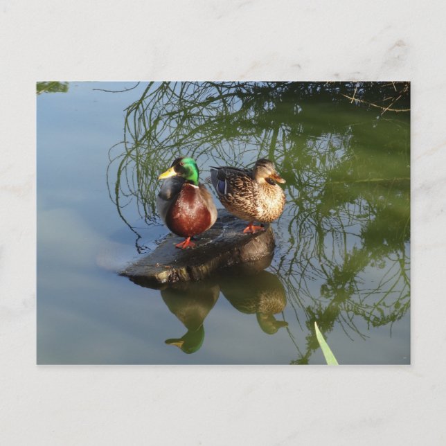 Mallard Ducks #2 Postcard Postkarte (Vorderseite)