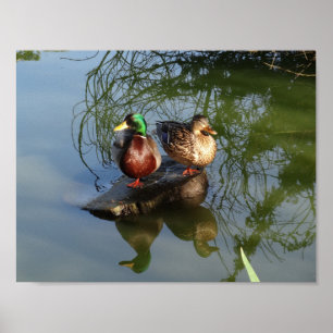 Mallard Ducks #2 Poster