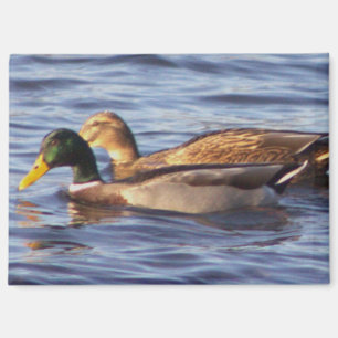 Mallard Ducks Foto Magnet
