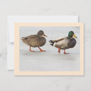 Mallard Ducks Foto Postkarte