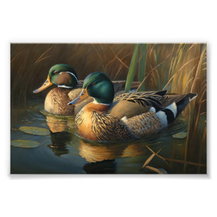 Mallard Ducks Fotodruck