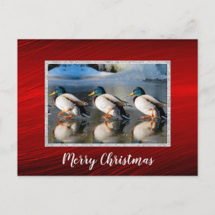 Mallard Ducks Ice Photo Christmas Postcard Postkarte