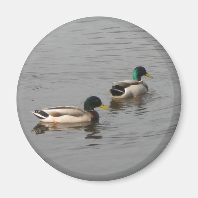 Mallard Ducks Magnet (Vorne)