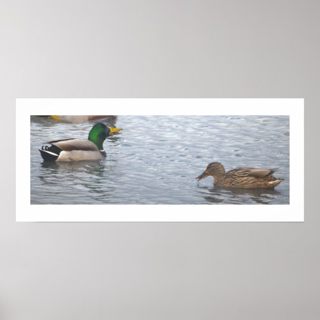 Mallard Ducks Photo Poster (Vorne)
