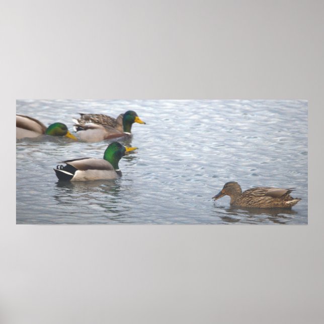 Mallard Ducks Photo Poster (Vorne)