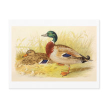 Mallard Ducks Postcard