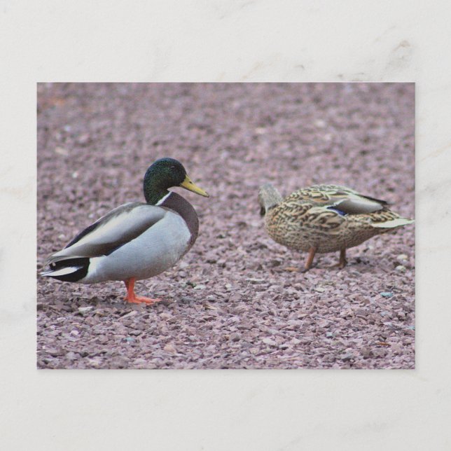 Mallard Ducks Postcard Postkarte (Vorderseite)