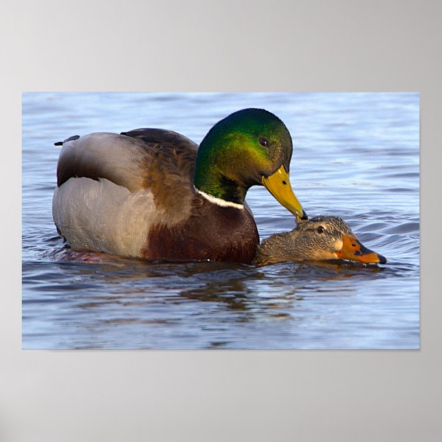 Mallard Ducks Poster (Vorne)