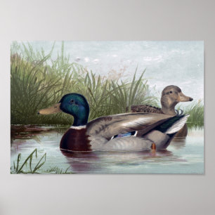 Mallard Ducks Print Choose Size Poster
