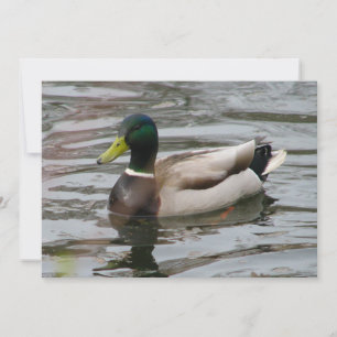 Mallard Einladung