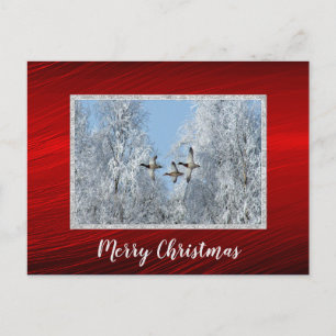 Mallard Encks Flying Snow Foto Weihnachten Postkarte