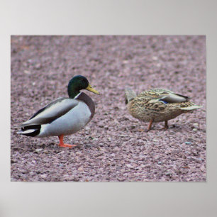 Mallard Encks Foto Poster