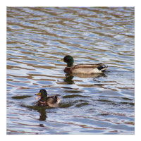 Mallard Encks Foto Poster