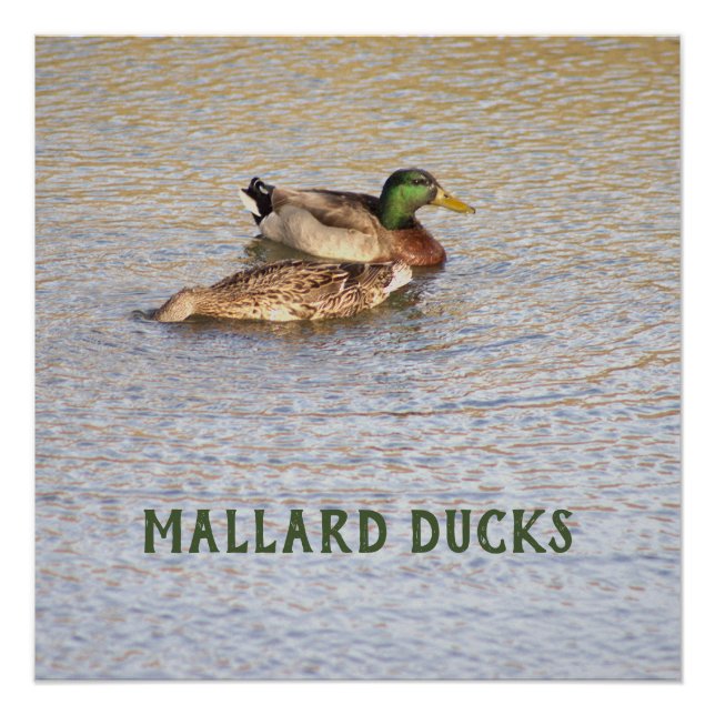 Mallard Encks Foto Poster (Vorderseite)