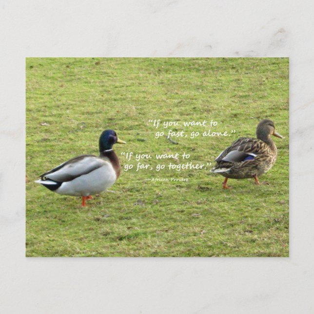 Mallard Encks mit afrikanischer Postkarte (Vorderseite)