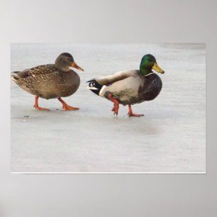 Mallard Encks on Ice Poster