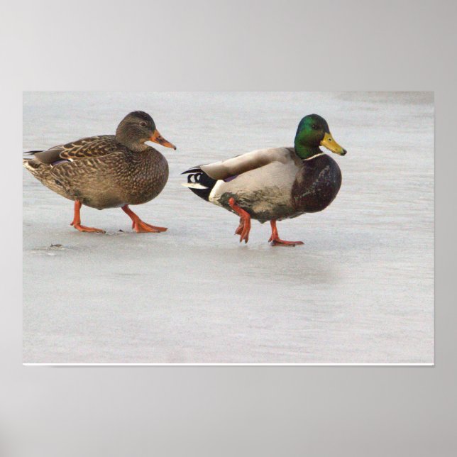 Mallard Encks on Ice Poster (Vorne)
