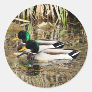 Mallard Encks Round Sticker