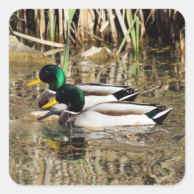Mallard Encks Sticker (Vorderseite)