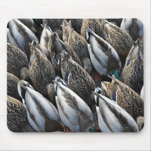 Mallard-Ente-Schwänze Mousepad