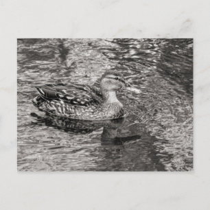 Mallard Ente (weiblich) Warmer Ton Schwarz und Wei Postkarte