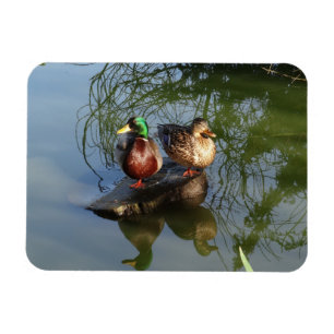 Mallard Enten #2 Foto Magnet