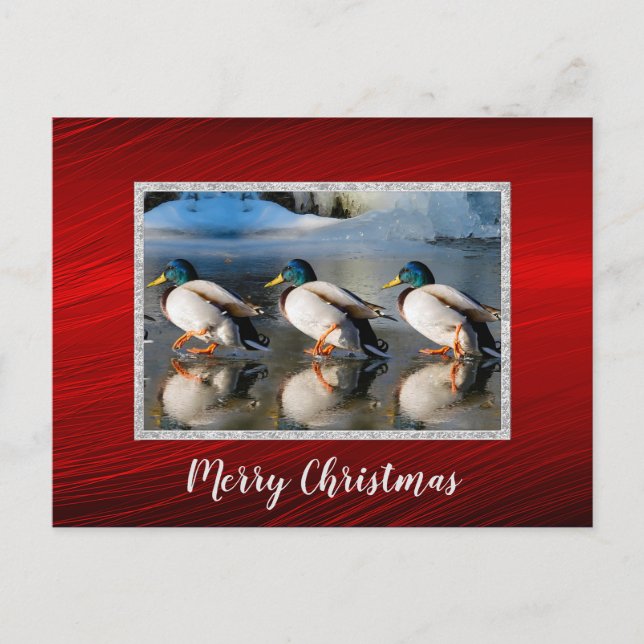 Mallard Enten Eis Foto Weihnachtskarte Postkarte (Vorderseite)