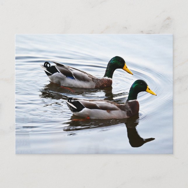 Mallard Enten in Wasser Postkarte (Vorderseite)