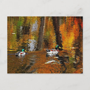 Mallard Enten mit Herbstfarben Postkarte