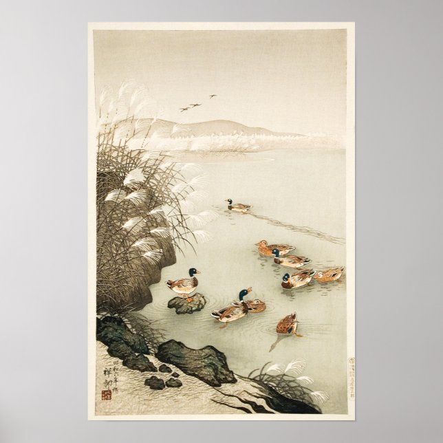 Mallard Enten Schwimmen von Pampas Grass Poster (Vorne)