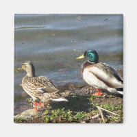 Mallard-Entenmagnet
