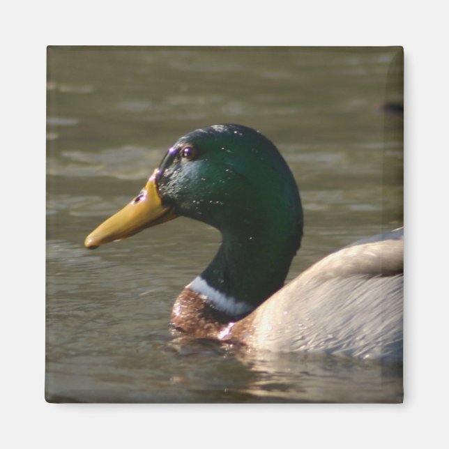 Mallard Face Magnet (Vorne)